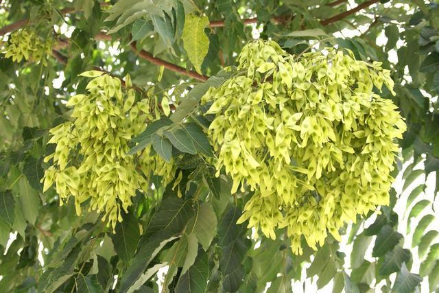 臭椿树入侵美国泛滥成灾每年花上亿消灭在中国为何无法豪横？